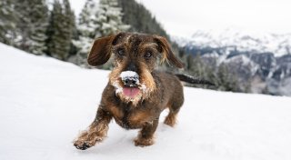 Mantel, Schuhe & Co.: Was brauchen Hunde bei Kälte?