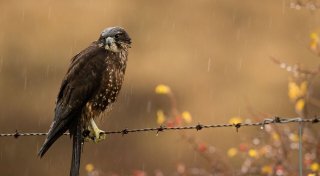 Flitzer mit Krone: Karearea ist Neuseelands Vogel des Jahres