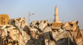 Kamele an Pyramiden sollen besser geschützt werden