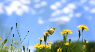 Bis zu 29 Grad: Warme Woche mit sonnigem Feiertagswetter