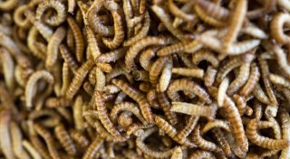Insekten in Lebensmitteln: Nische oder Trend?