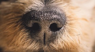 Verwahrloste Tiere, Hundebiss vor Gericht und Prozess um Millionen-Erbe