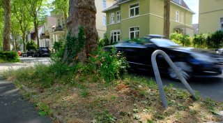Bad Oeynhausen schafft 54 neue Stoßstangen für Innenstadt-Bäume an