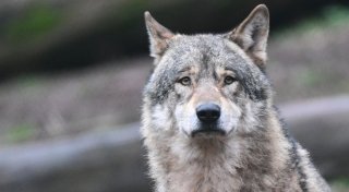 Forscher bestätigen: Neuer Wolf im Kreis Minden-Lübbecke