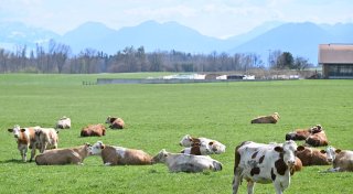 Rekordpreise bei Rindfleisch - Steak wird Luxusgut