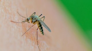 Warentest: Wie gut helfen Insektensprays und Stichheiler?