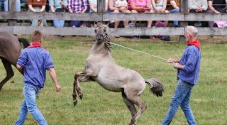 Wildpferdefang bei Dülmen: 26 Junghengste gefangen