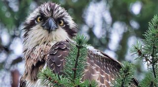 Diese Adler sind jetzt über Bielefeld und an ihren Gewässern zu sehen