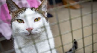 Bielefelder Tierheim erhält jetzt 1,2 Millionen Euro - und muss deutlich mehr leisten