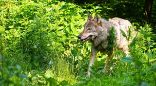 Ministerium: Wolfs-Population entwickelt sich günstig