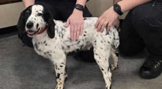 Vor acht Jahren gestohlen: Polizei findet Hund in England