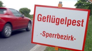 Verdacht auf Geflügelpest bei toten Wildgänsen in Bad Driburger Stadtpark