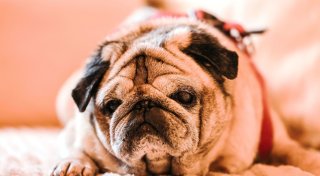 Verwirrt, desorientiert: Viele Hunde und Katzen haben Demenz