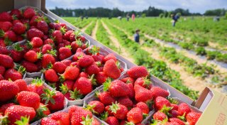 Erdbeeren 2025 zum selber pflücken: Alle Bielefelder Erdbeerfelder im Überblick