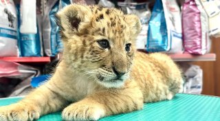Hybrid aus Löwe und Tiger: Liger in rumänischem Zoo geboren