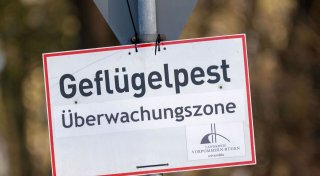 Vogelgrippe: 15.000 Tiere werden im Südwesten getötet