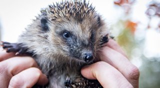 Mit Anleitung: So bauen Sie selbst eine kleine Burg für Igel
