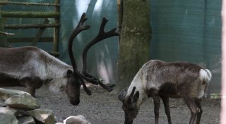 Name für Rentierbaby gesucht, Rattenjagd in der City und ein Femizid