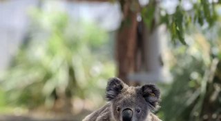 Fatale Momente: Koalas leben im Baum - und sterben am Boden