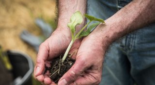 Umfrage: Gartenarbeit tut der Seele gut