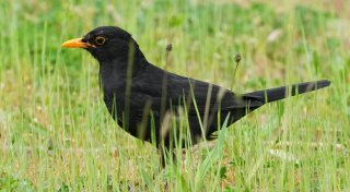 Bevölkerung kann «Vogel des Jahres» wählen