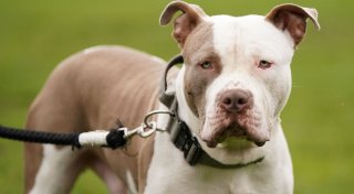 Britisches XL-Bully-Verbot: 100 Hunde im Monat getötet