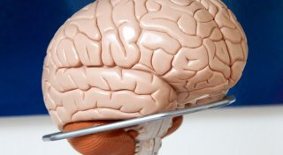 Dad Brain: Wie und wozu sich das Gehirn von Vätern verändert
