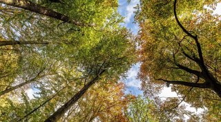 Keine Entwarnung für Wälder in NRW - obwohl es deutlich mehr geregnet hat