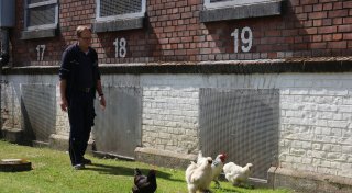 Gefängnisprojekt mit Herz: Häftlinge der JVA Herford geben Hühnern ein neues Zuhause