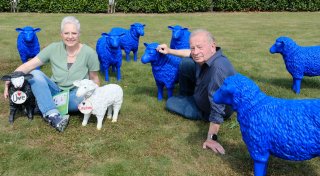 Diebe stehlen bekannte bunte Schafe aus Lübbecke: Neue blaue Tiere sorgen für Aufsehen