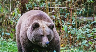 «Problembärin» Gaia auf Weg in Schwarzwald