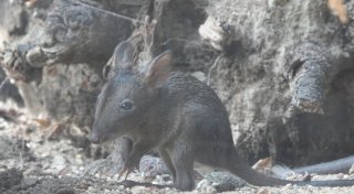 Seltene Känguru-Art im Zoo Osnabrück: Nachwuchs bei den Langschnauzen-Kaninchenkängurus