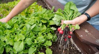 Hochbeet bauen und befüllen: Mit diesen hilfreichen Tipps gelingt es