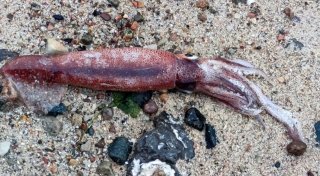 Toter Kalmar am Ostseestrand entdeckt