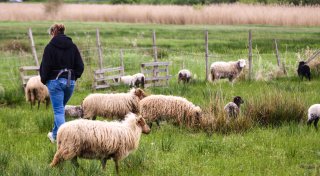 Hobby-Schäferin aus Hiddenhausen geschockt: „Hat ein Luchs das Lamm getötet?“