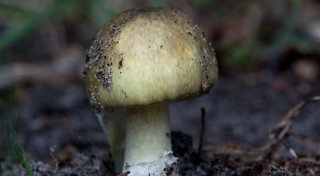 Gefährlich: So erkennt man den Grünen Knollenblätterpilz
