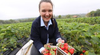In Herford gibt es die ersten Erdbeeren der Saison in Ostwestfalen-Lippe