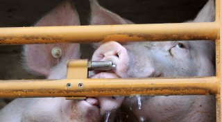 Schweine sterben bei Tiertransporter-Unfall in Stemwede: Peta erstattet Anzeige