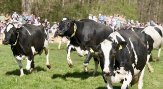 Kuhspektakel auf Bielefelder Biohof: Tausende Besucher erleben lustigen Weideaustrieb
