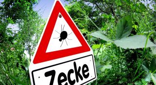 Zeckenalarm im Kreis Herford: Experten-Tipps zur sicheren Entfernung und Vorbeugung