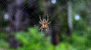 Herforder NABU erklärt: Warum jetzt so viele Spinnen ins Haus krabbeln