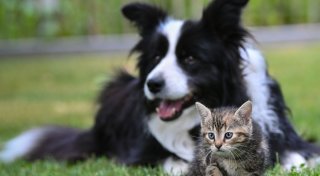 WG mit Hindernissen: So klappt`s mit Hund und Katz