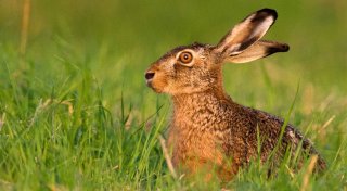 Waschbären, Füchse und Co.: Wie gut kennen Sie unsere Wildtiere?