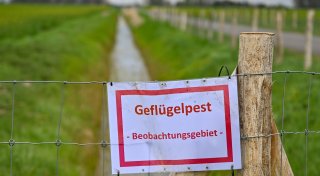Aufstallpflicht verhängt: Kreis Paderborn erweitert Maßnahmen gegen Geflügelpest