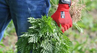 Ambrosia-Saison: Diese Tipps helfen Allergikern