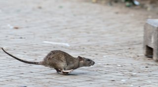 Rattenjagd an der Bad Oeynhausener Bahnhofstreppe