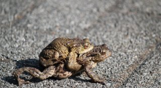 Krötenwanderung 2025: Termine und Gründe für Wanderung von Kröten und Fröschen
