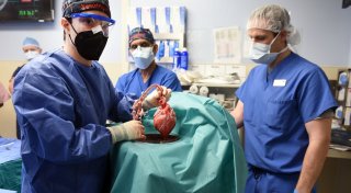 Schweine als Organspender - «eine große Hoffnung»
