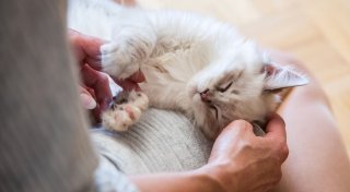 Blinde Katze adoptieren - das sollte man vorher wissen