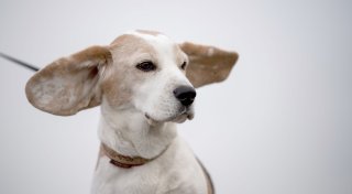Muss man Hundeohren regelmäßig reinigen?